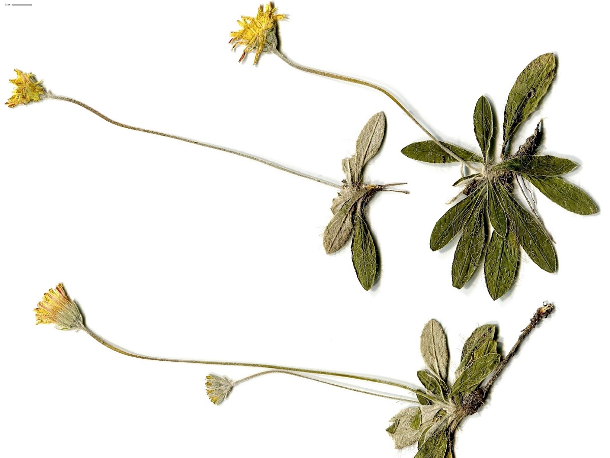 Pilosella officinarum (Asteraceae)